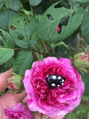 Mausoleopsis amabilis