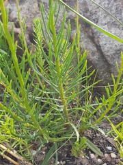 Pseudoselago verbenacea