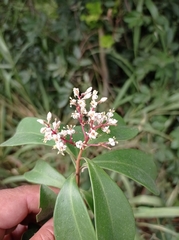 Ardisia