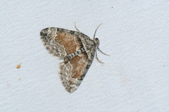 Dysstroma hersiliata