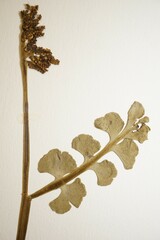 Botrychium crenulatum