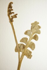 Botrychium crenulatum