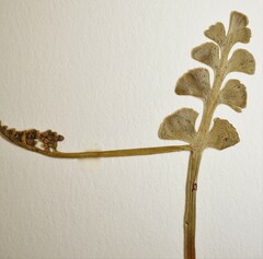 Botrychium crenulatum