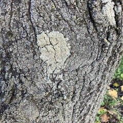 Punctelia jeckeri