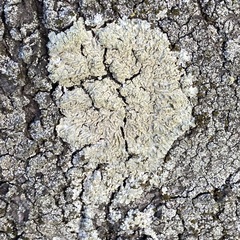 Punctelia jeckeri