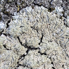 Punctelia jeckeri
