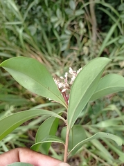 Ardisia