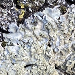 Punctelia jeckeri