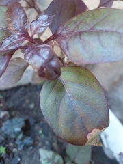 Iresine diffusa herbstii