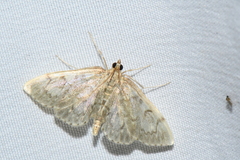 Anania tertialis
