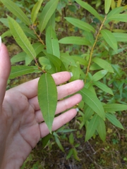 Salix lucida