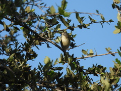 Vireo solitarius