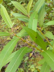 Salix lucida