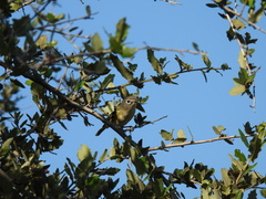 Vireo solitarius