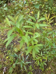 Salix lucida