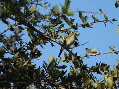 Vireo solitarius