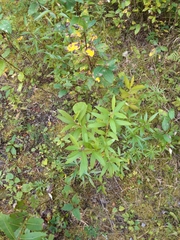 Salix lucida