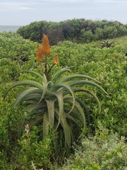 Aloe thraskii