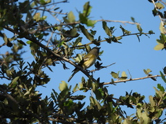Vireo solitarius