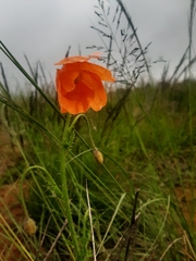Papaver aculeatum