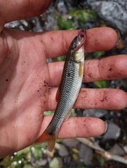 Nocomis leptocephalus