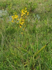 Eulophia speciosa