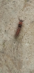 Orvasca subnotata