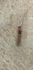 Orvasca subnotata