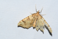 Eulithis propulsata