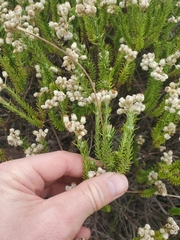 Helichrysum teretifolium