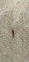 Orvasca subnotata