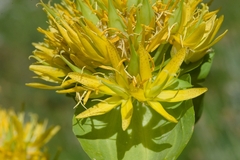 Gentiana lutea