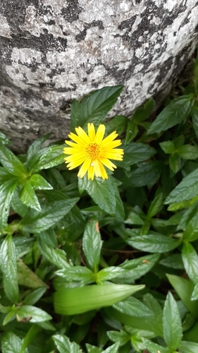 Trailing Daisy