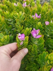 Polygala