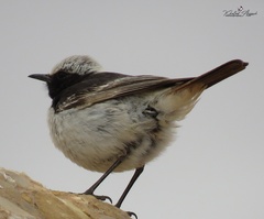 Oenanthe moesta