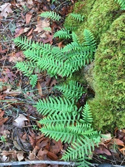 Polypodium glycyrrhiza