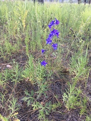 Delphinium scopulorum