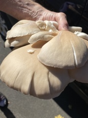 Pleurotus ostreatus
