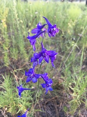 Delphinium scopulorum