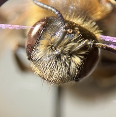 Andrena macra