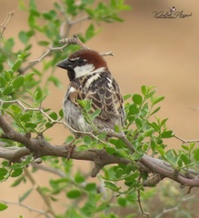 Passer hispaniolensis