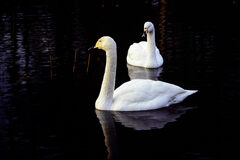 Cygnus olor × cygnus