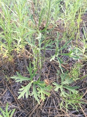 Delphinium scopulorum