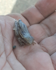 Boana pulchella