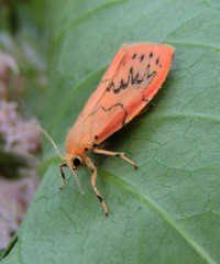 Miltochrista miniata