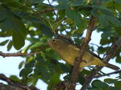 Leiothlypis celata