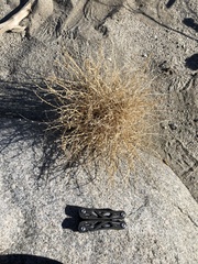 Astragalus tricarinatus