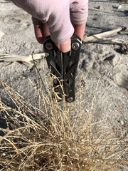 Astragalus tricarinatus