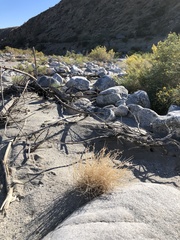 Astragalus tricarinatus