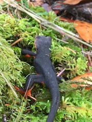 Taricha rivularis